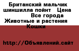 Британский мальчик шиншилла-пойнт › Цена ­ 5 000 - Все города Животные и растения » Кошки   